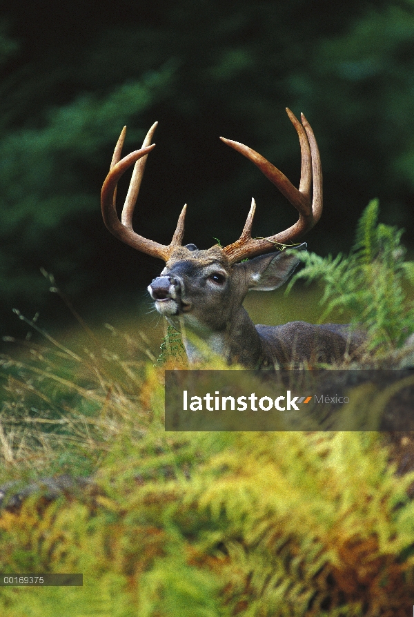 Venado de cola blanca (Odocoileus virginianus) buck labio rizado como él olores de hembras en estro 