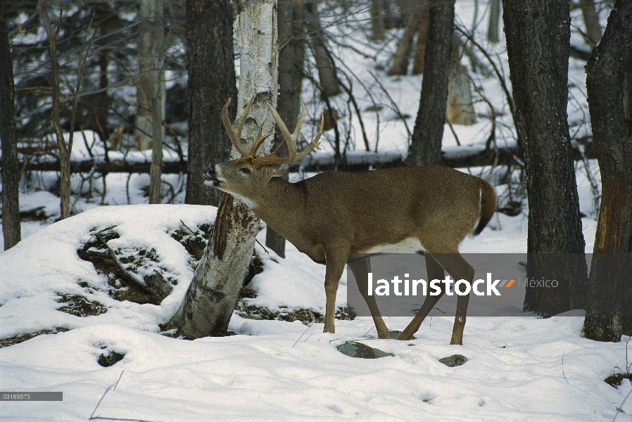 – Venado cola blanca (Odocoileus virginianus) gran buck labio rizado en bosque del invierno, que hue