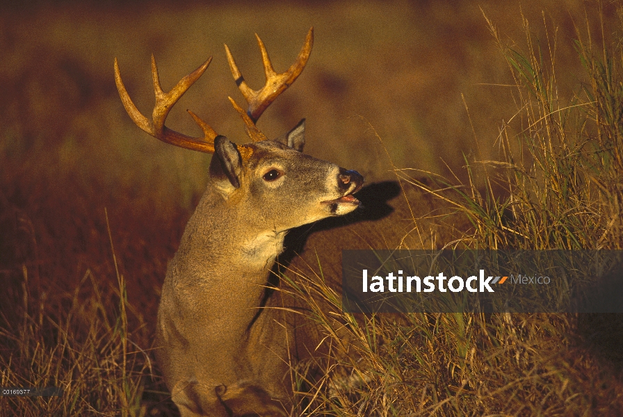 Primer plano de venado de cola blanca (Odocoileus virginianus) del labio de buck punto ocho que se e