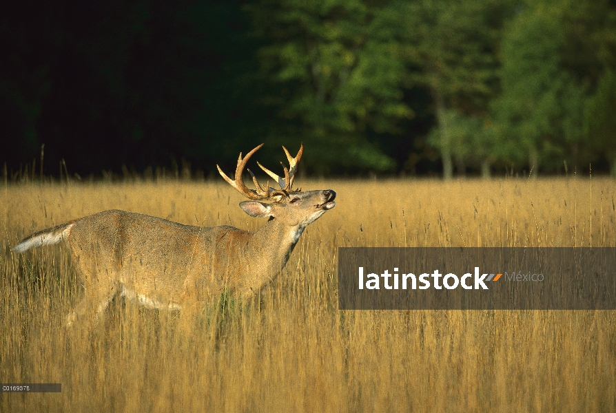 – Venado cola blanca (Odocoileus virginianus) big buck labio rizado en Prado, que huele de las mujer