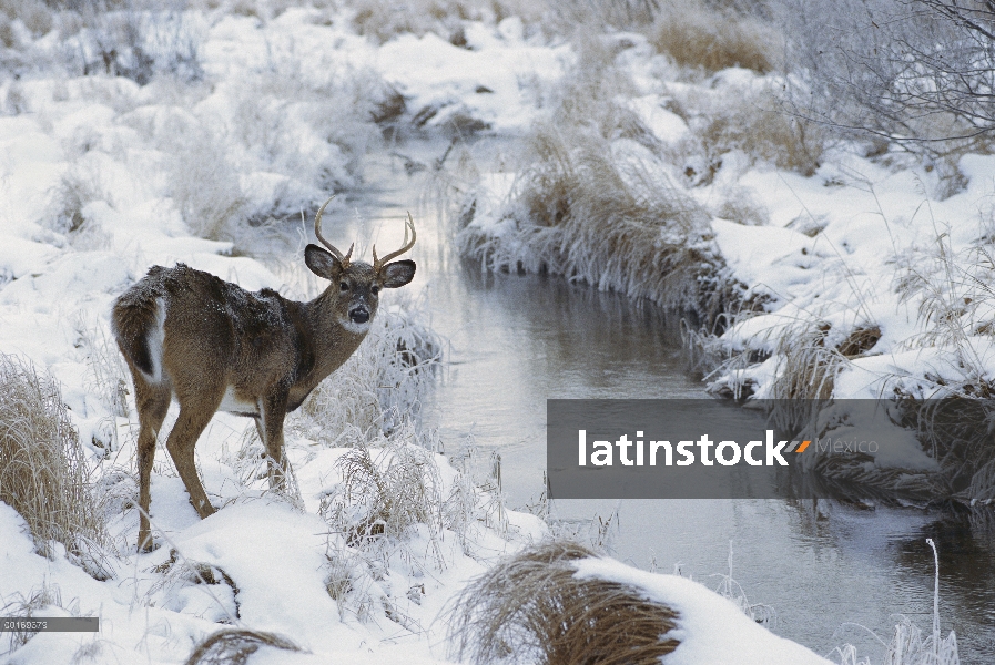 Buck joven venado de cola blanca (Odocoileus virginianus) por arroyo cubierto de nieve en invierno