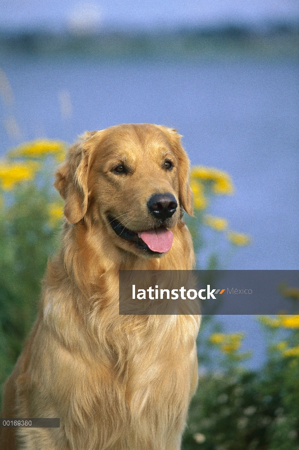 Oro retrato Retriever (Canis familiaris) de adulto