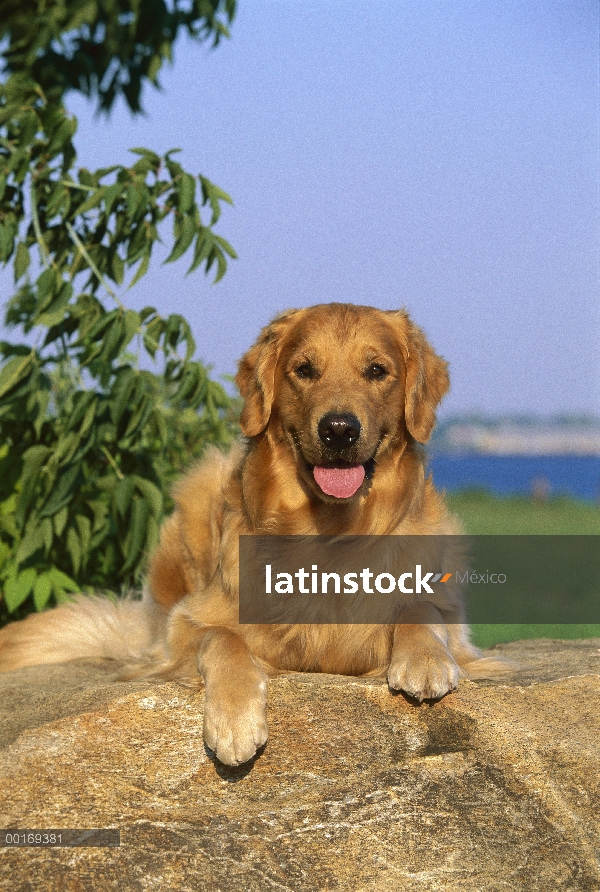 Golden Retriever (Canis familiaris) en roca