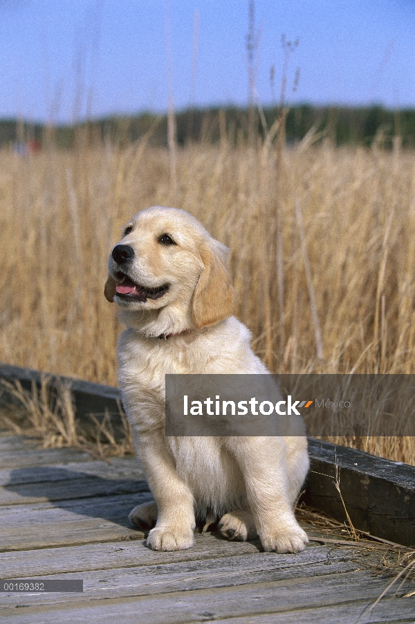 Golden cachorro Retriever (Canis familiaris) sentado en el Malecón