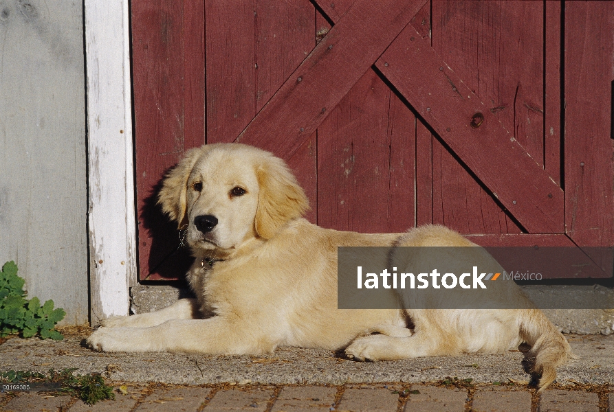 Golden cachorro Retriever (Canis familiaris) colocación frente a puerta de granero