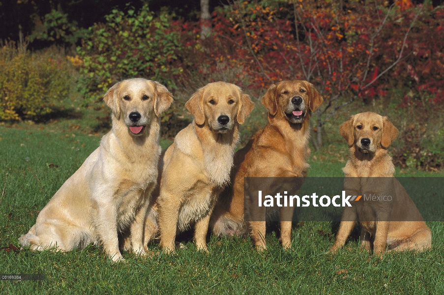 Oro grupo de Retriever (Canis familiaris) de cuatro sentados en el césped