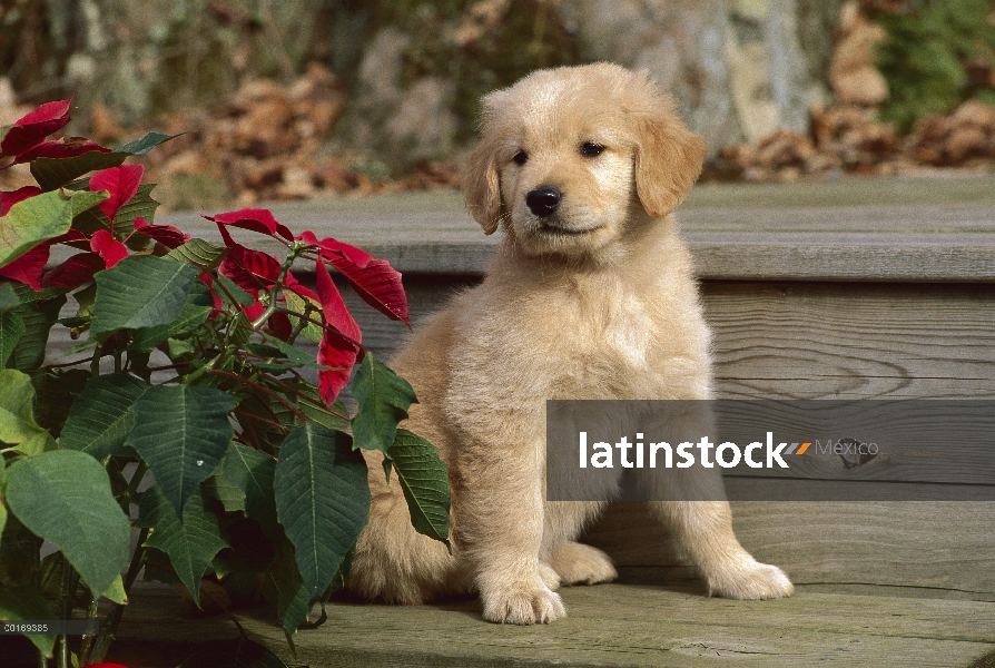 Cachorro Golden de Retriever (Canis familiaris) sentado al lado de la flor de Pascua