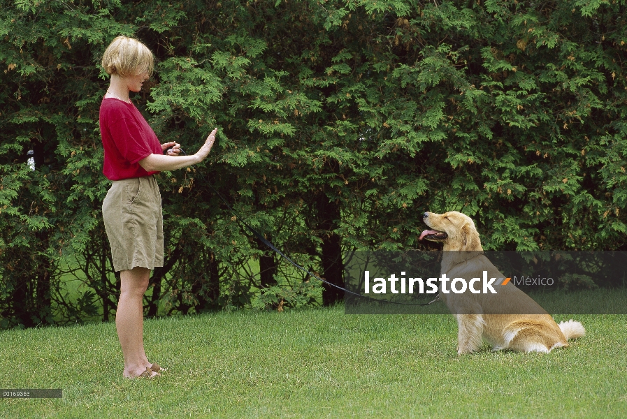 Golden Retriever (Canis familiaris) sit-estancia de formación