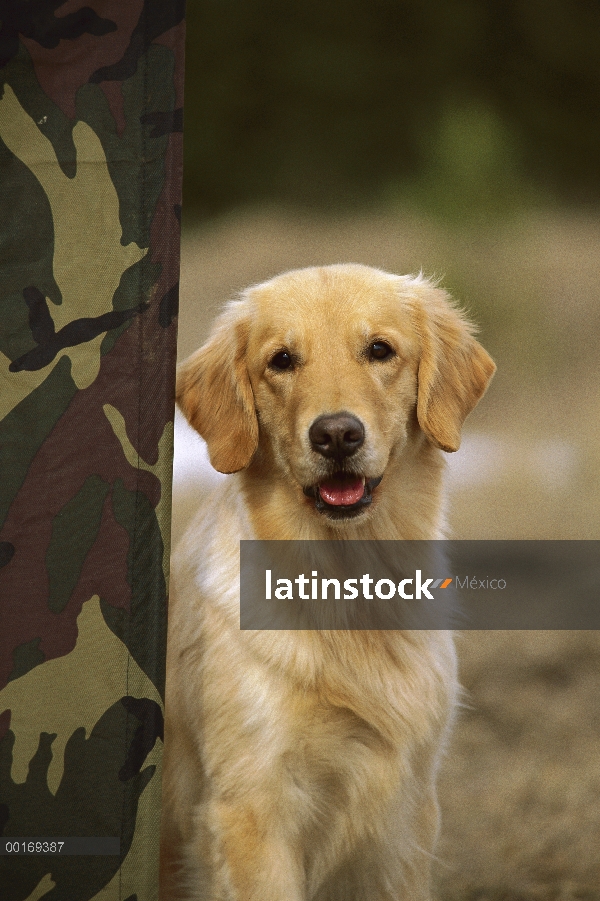 Golden Retriever (Canis familiaris) leerlo todo camuflado ciego