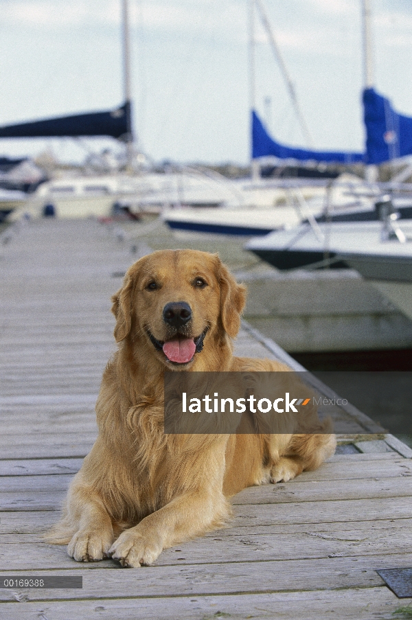 Golden Retriever (Canis familiaris) en el paseo marítimo de Puerto