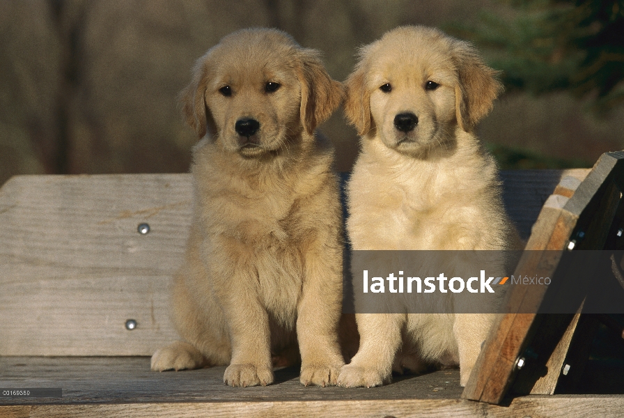 Par de cachorro de Golden Retriever (Canis familiaris)