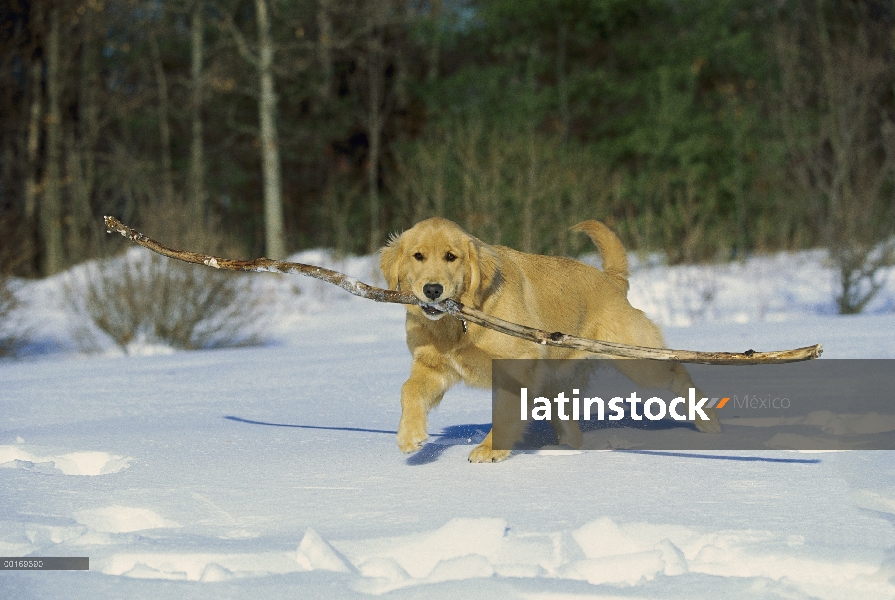 Golden Retriever (Canis familiaris) traer palo grande en la nieve