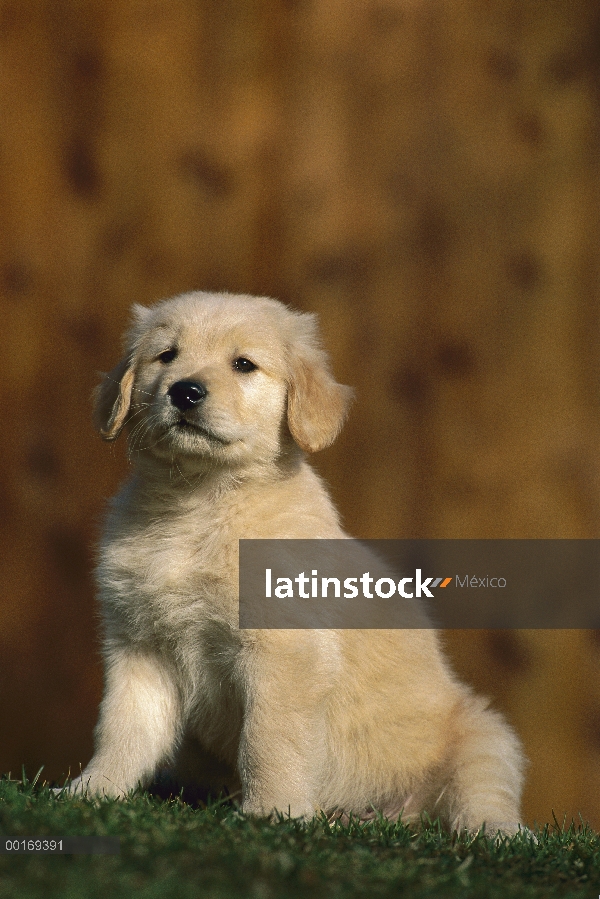 Golden cachorro Retriever (Canis familiaris) sentado en el césped