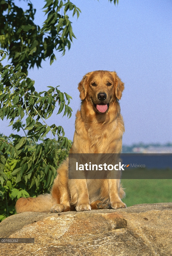 Oro adulto Retriever (Canis familiaris) sentado en la roca