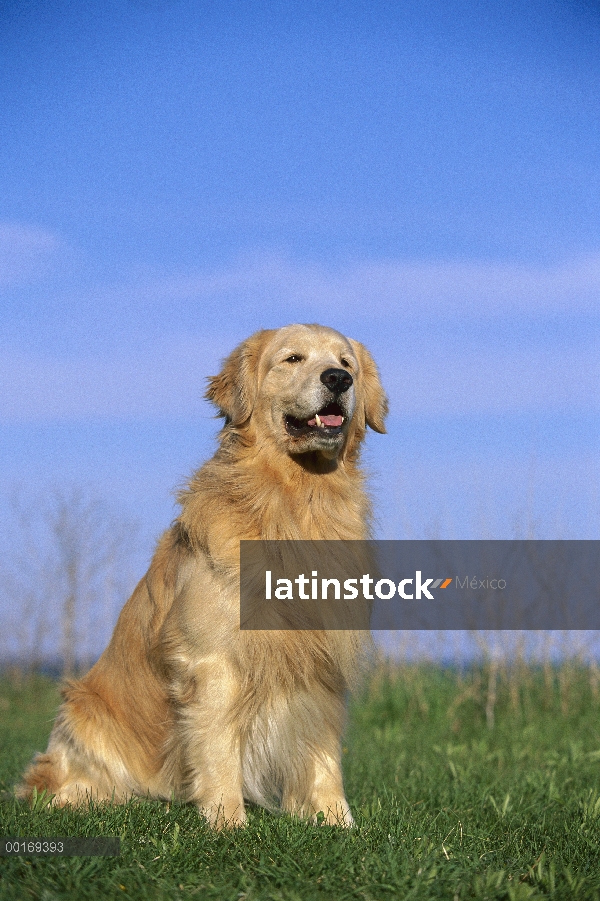 Oro adulto Retriever (Canis familiaris) sentado en la hierba