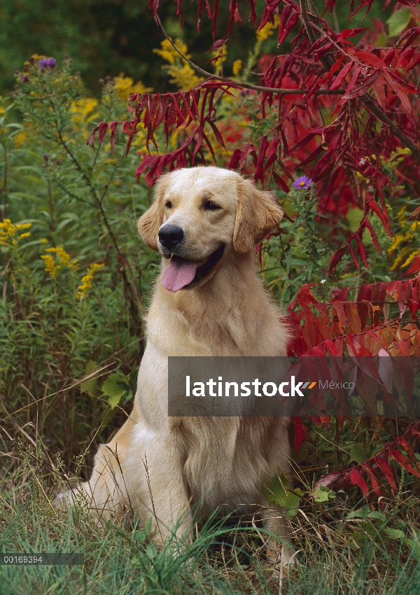 Golden Retriever (Canis familiaris) sentado entre el follaje de otoño