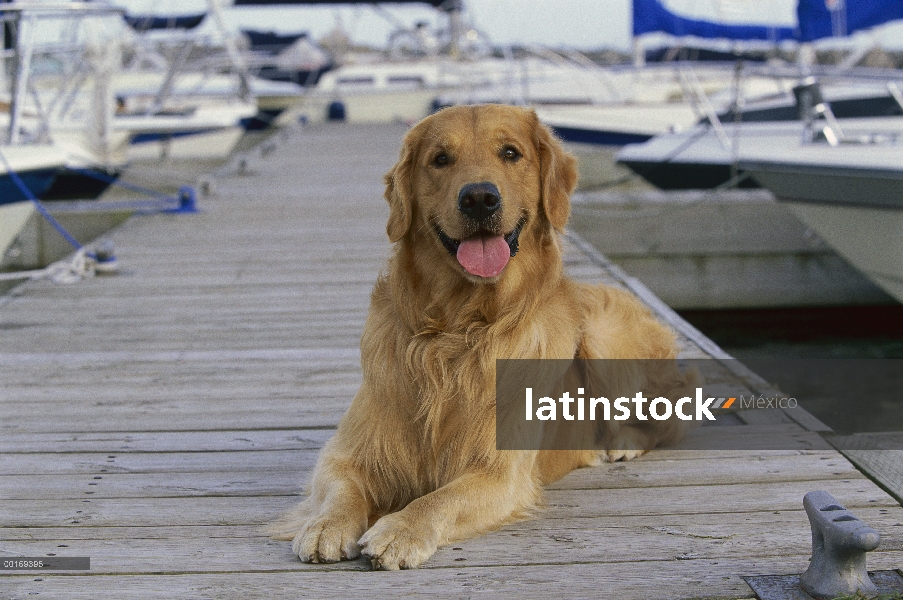 Golden Retriever (Canis familiaris) en paseo marítimo