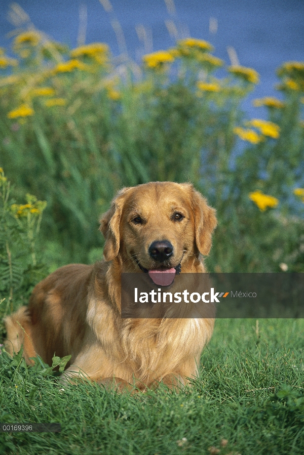 Oro adulto Retriever (Canis familiaris) en pasto