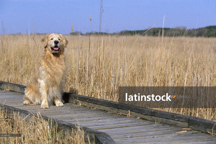 Oro adulto Retriever (Canis familiaris) sentado en el malecón de Ciénaga