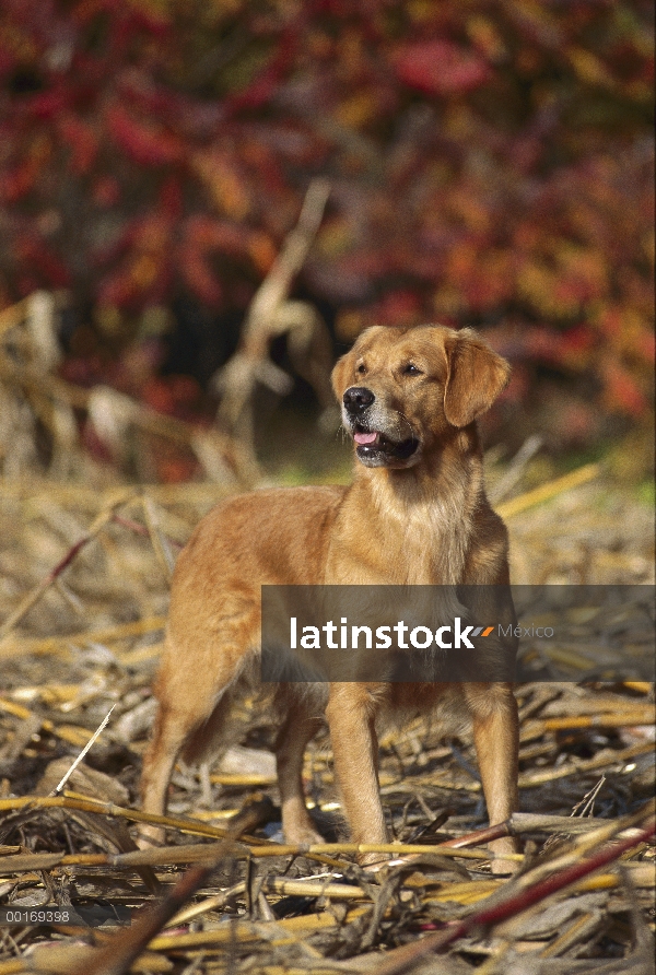 Golden Retriever (Canis familiaris) en atención