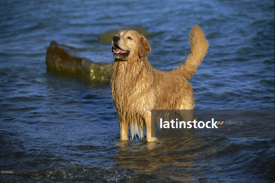 Golden Retriever (Canis familiaris) en aguas poco profundas