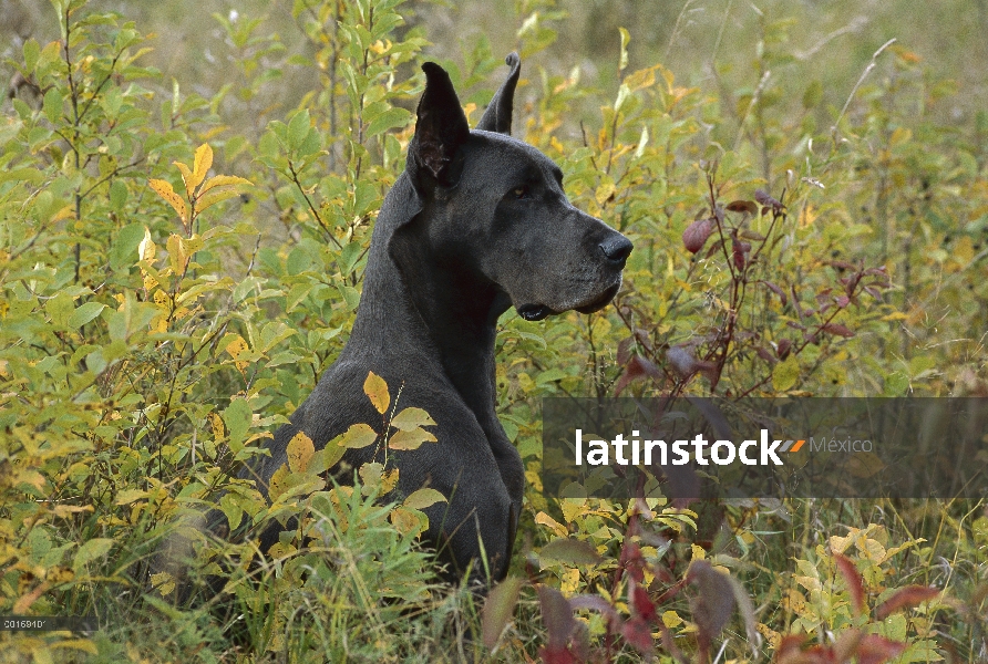 Gran Danés (Canis familiaris) sentado en medio de follaje