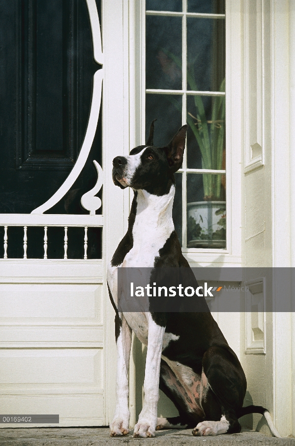 Gran Danés (Canis familiaris) con coloración del manto por puerta