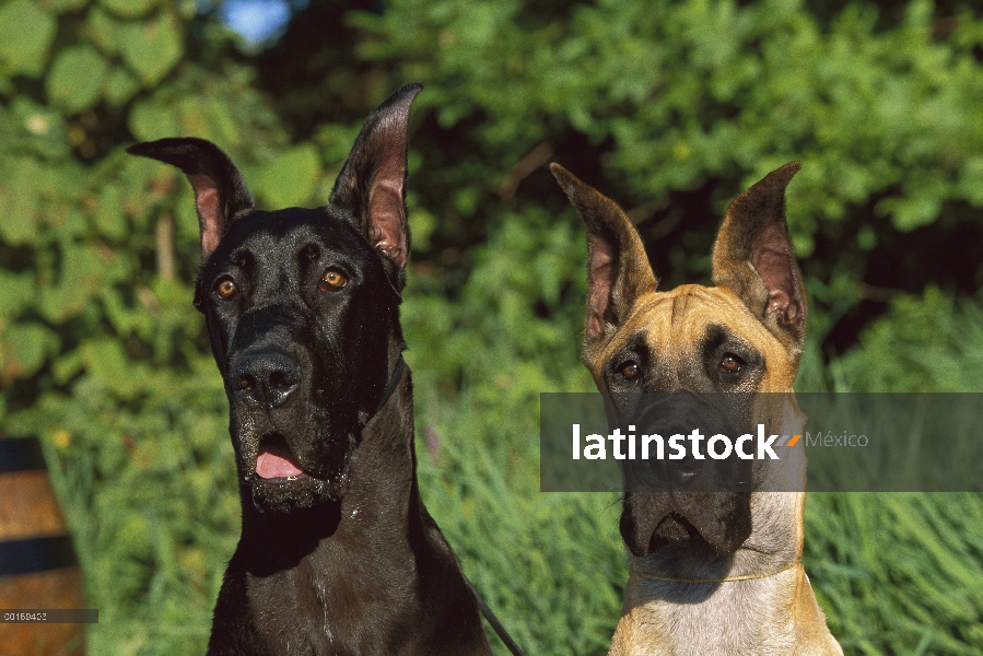 Gran Danés (Canis familiaris) retratos de dos menores de edad