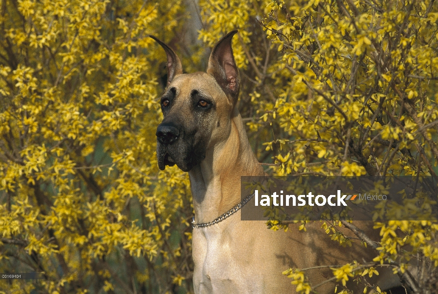 Gran Danés (Canis familiaris) sentado en medio de flores amarillas