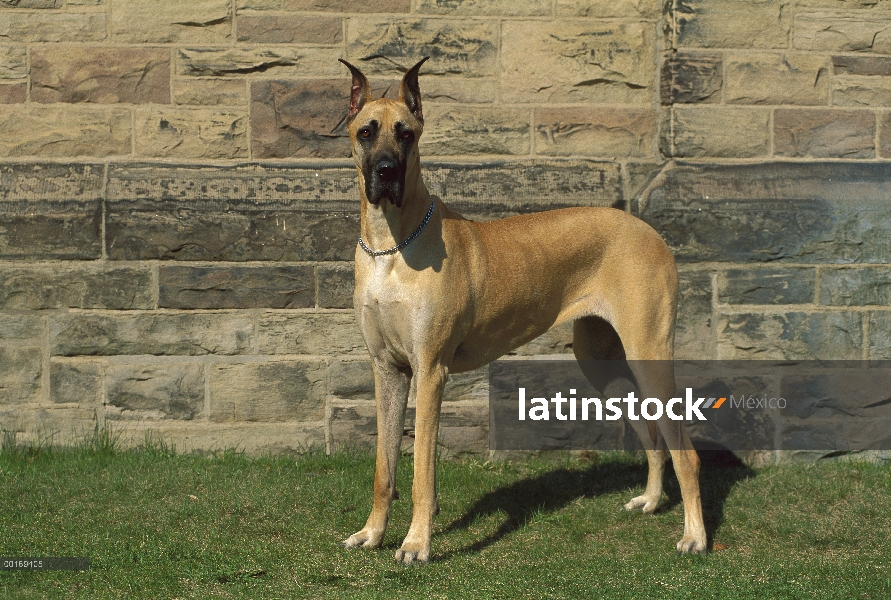 Gran Danés (Canis familiaris) pie de retrato de cuerpo entero en césped