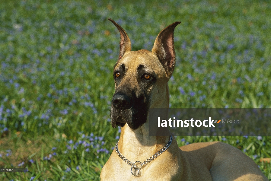 Retrato del gran danés (Canis familiaris)