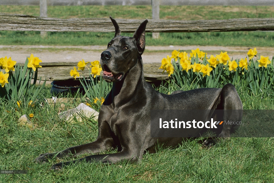 Gran Danés (Canis familiaris) azul color de hierba con flor de narcisos