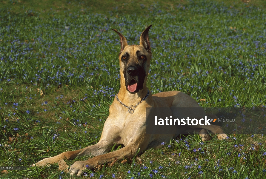 Gran Danés (Canis familiaris) tendido en medio de flores silvestres