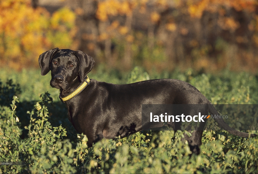 Cachorro de gran danés (Canis familiaris) negro