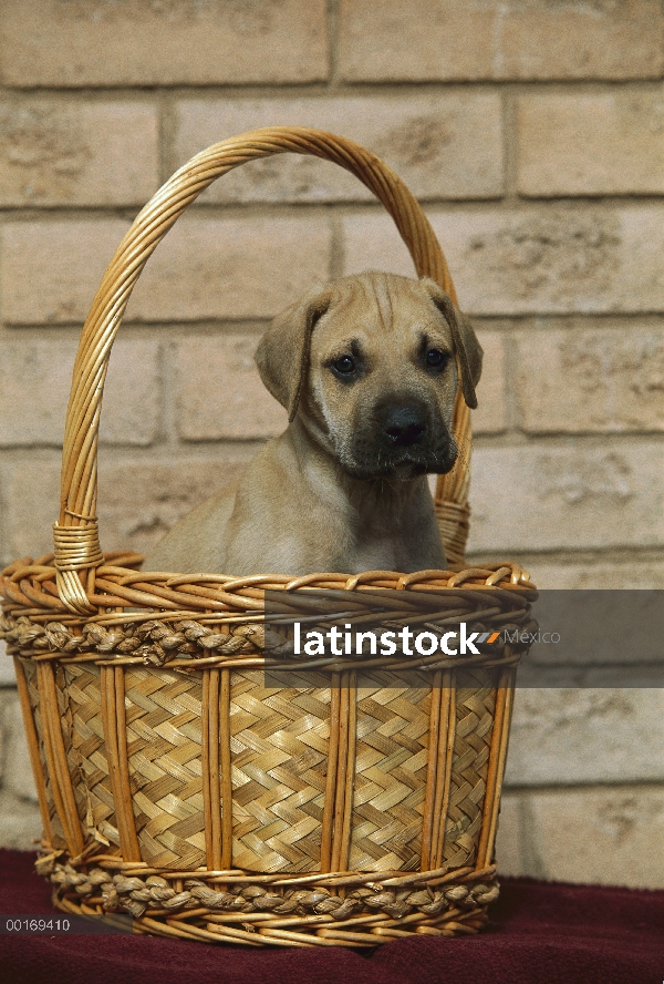 Cachorro de gran danés (Canis familiaris) en la cesta