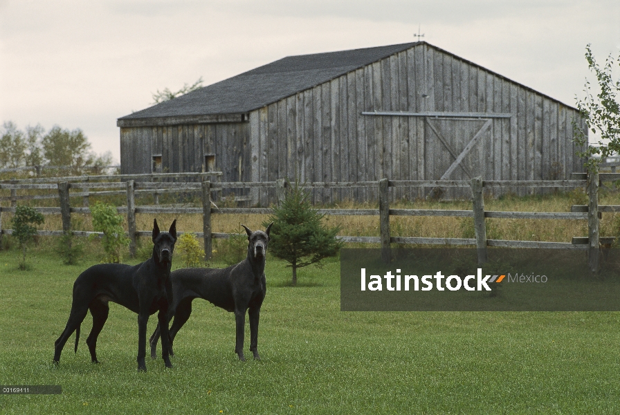 Gran Danés (Canis familiaris) negro macho y azul pie femenino sobre césped con galpon en el fondo