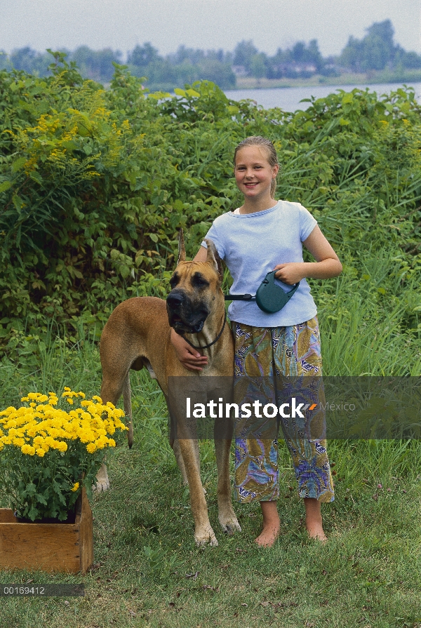 Gran Danés (Canis familiaris) con chica joven ilustrando el tamaño enorme