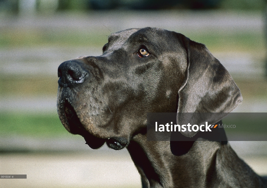 Gran Danés (Canis familiaris) retrato de persona en color azul con orejas naturales