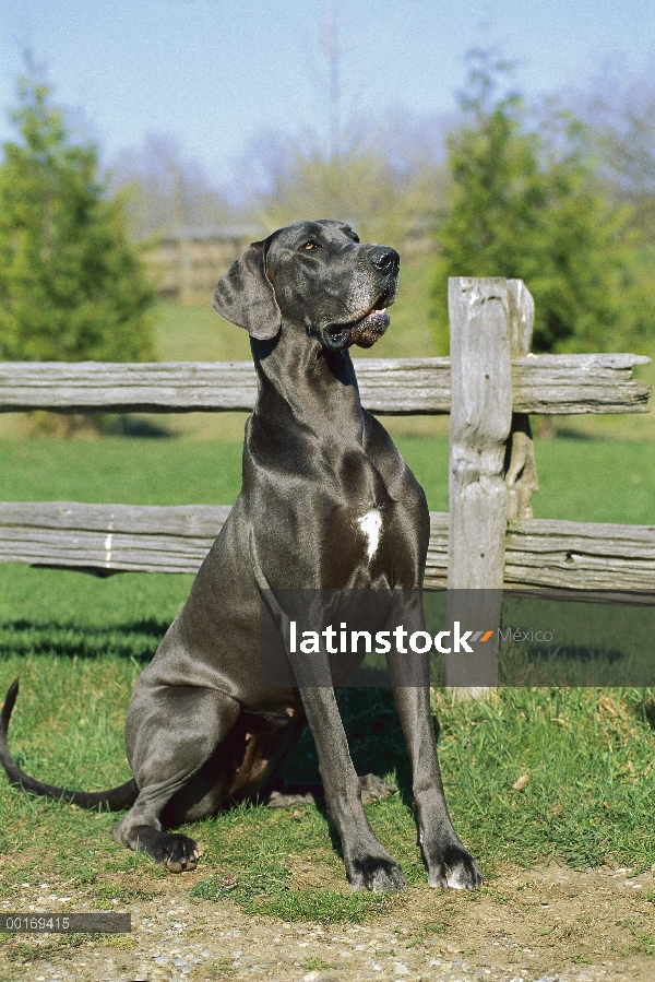 Gran Danés (Canis familiaris) hembra de color azul sentada delante de la cerca