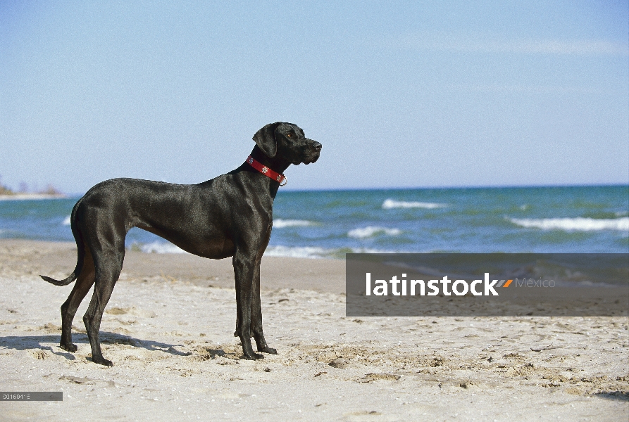 Gran Danés (Canis familiaris) orejas naturales permanente en la playa