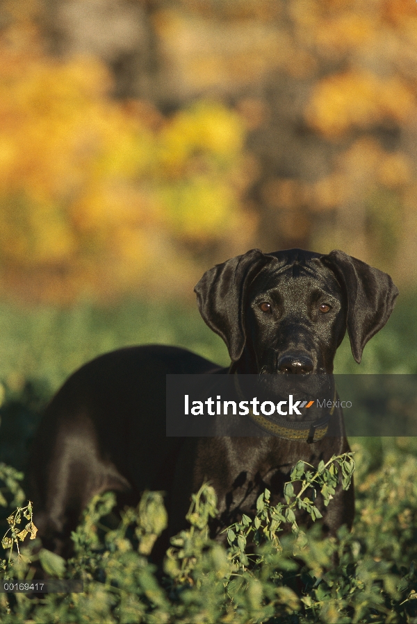 Retrato de negro cachorro de gran danés (Canis familiaris)