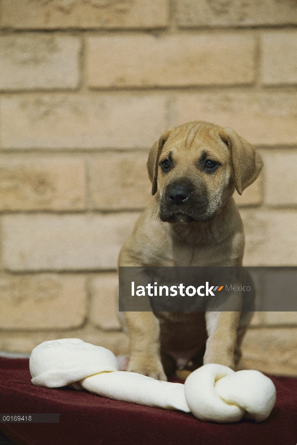 Cachorro de gran danés (Canis familiaris) con juguete de masticar de cuero más grande