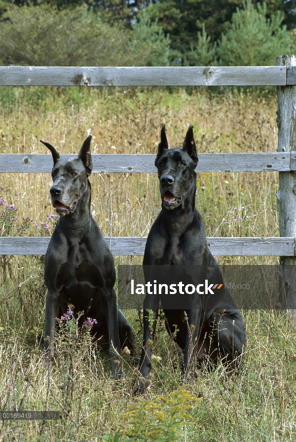 Gran Danés (Canis familiaris) negros y azules colores sentado delante de la cerca