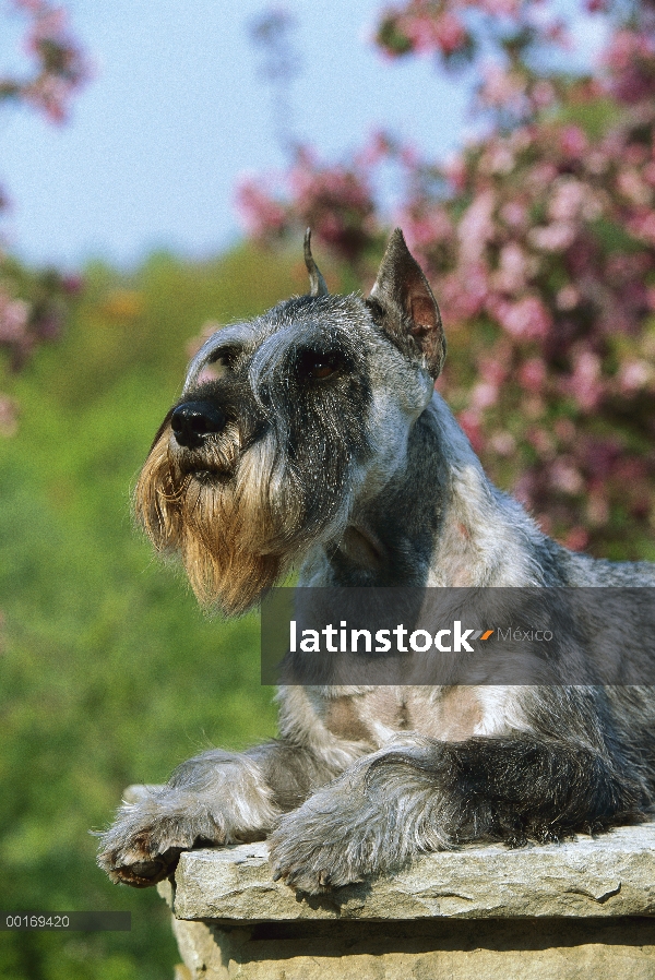 Schnauzer estándar (Canis familiaris) en Banco