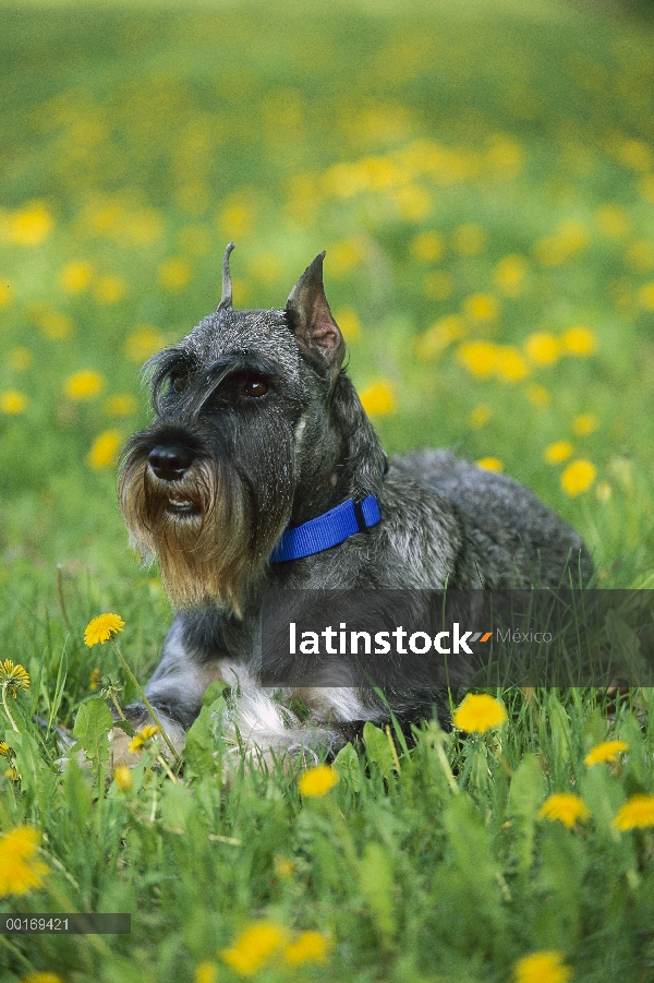 Schnauzer estándar (Canis familiaris) en campo de diente de León