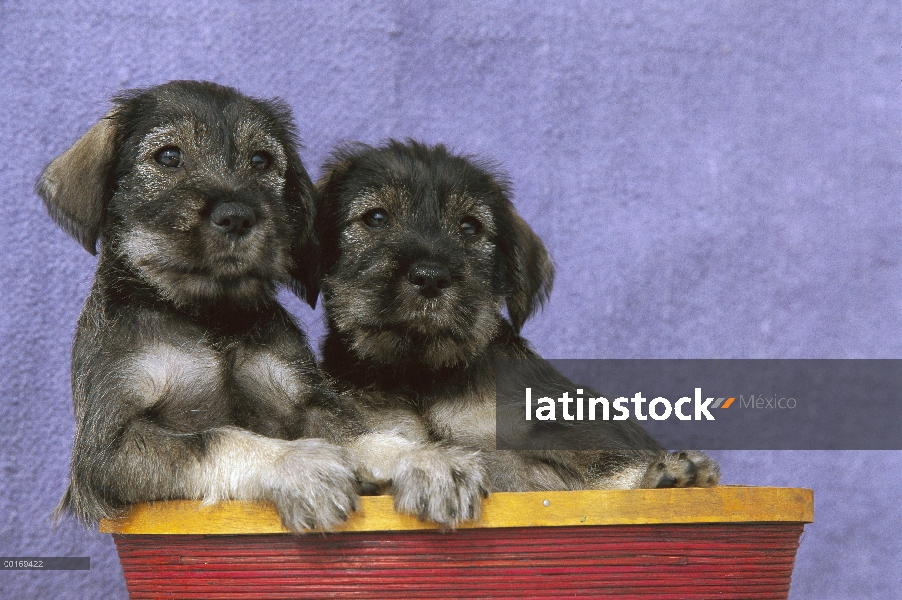 Standard Schnauzer (Canis familiaris) dos cachorros en canasta