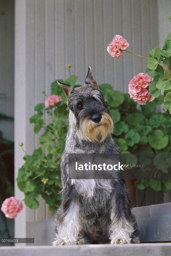 Schnauzer estándar (Canis familiaris) con mirada curiosa sentado delante de geranios