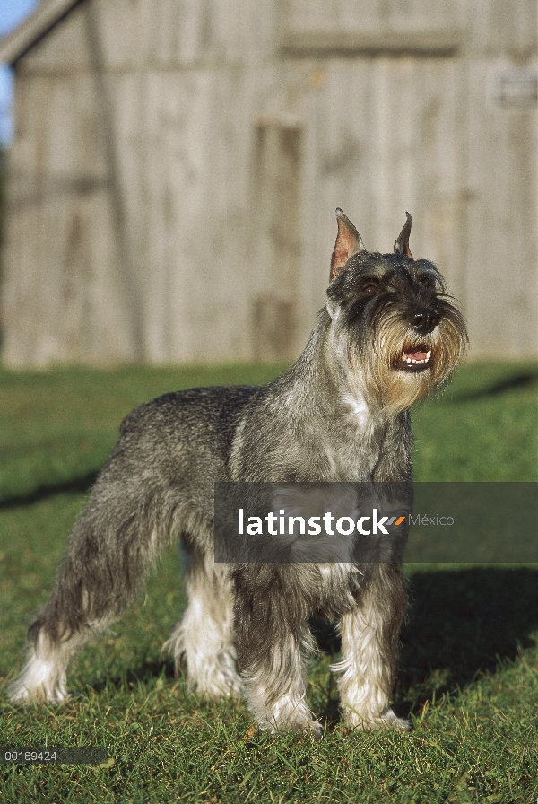 Schnauzer estándar (Canis familiaris) en pasto