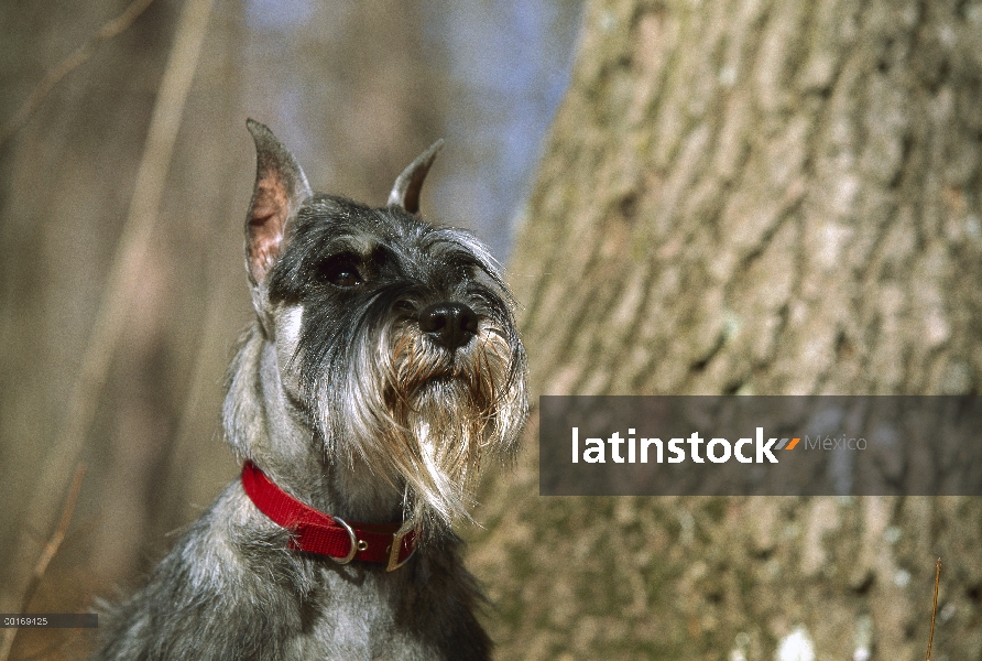 Retrato de Schnauzer (Canis familiaris) estándar