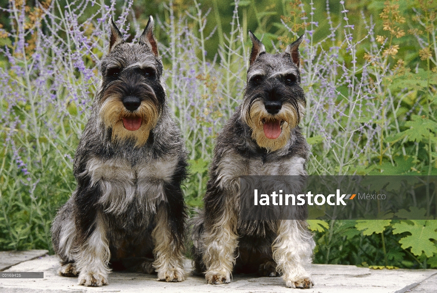 Pareja de Schnauzer (Canis familiaris) estándar sentado